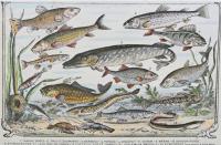 Poissons de riviere