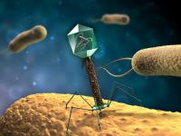 bacteriophage