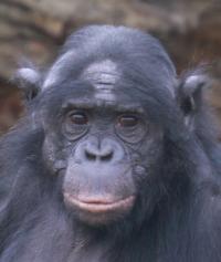 bonobo