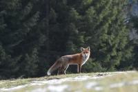 renard