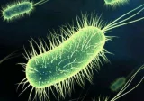 Virus et bactéries