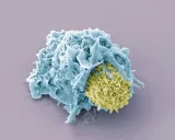 Le système immunitaire