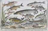 La pêche en Saône, archéologie, réglementation et ethnologie