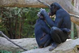 Comportement et sexualité des animaux