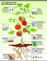 Les mécanismes d'auto défense des plantes