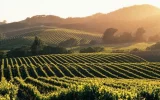 Les Climats de Bourgogne