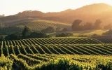 Les Climats de Bourgogne