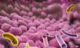 Le microbiote, un univers méconnu dans notre corps