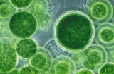 L'utilisation des algues pour la production de biocarburants