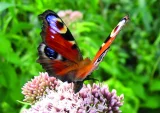 Les papillons de la Côte chalonnaise