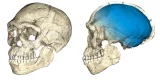 Quoi de neuf en paléontologie humaine ?