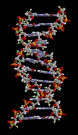 Histoire de la découverte de l'ADN