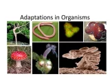 Qu'est-ce que l'adaptation en biologie?