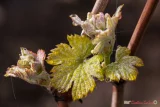 Les vignobles bourguignons face aux changements climatiques. Quels impacts ? Comment s'adapter ?