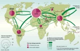 Géopolitique de l'agriculture au niveau mondial