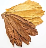 Usage et consommation du tabac depuis son introduction en Europe au XVe siècle