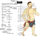 Médecine orientale, médecine occidentale : deux univers en confluence