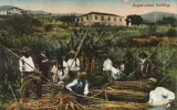 La bataille du sucre : de la canne à sucre à la betterave, des Antilles à l'Europe