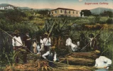 La bataille du sucre : de la canne à sucre à la betterave, des Antilles à l'Europe