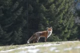 Goupileries, histoire de renard, vie et biologie
