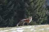 Goupileries, histoire de renard, vie et biologie