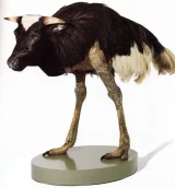 Métamorphose-hybridation-clonage Post Humain dans l'art contemporain