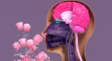 A la découverte de l'olfaction : quand les molécules deviennent des parfums