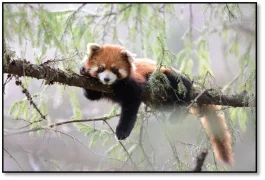 Panda roux