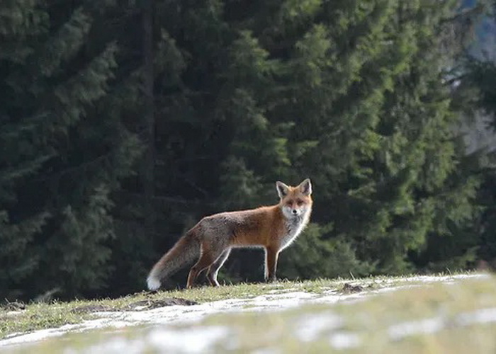 renard
